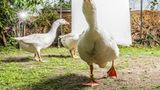DIEPHOLZER GANS