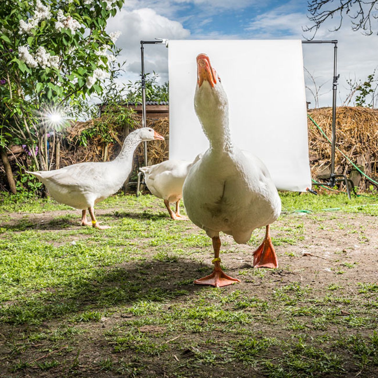 DIEPHOLZER GANS