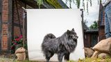 GROSS-SPITZ