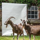 THÜRINGER WALDZIEGE