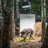 MANGALITZA-WOLLSCHWEIN