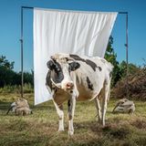 SCHWARZBUNTES NIEDERUNGSRIND