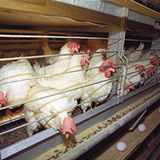 Interview: 20 Jahre für den Tierschutz - Bild 3