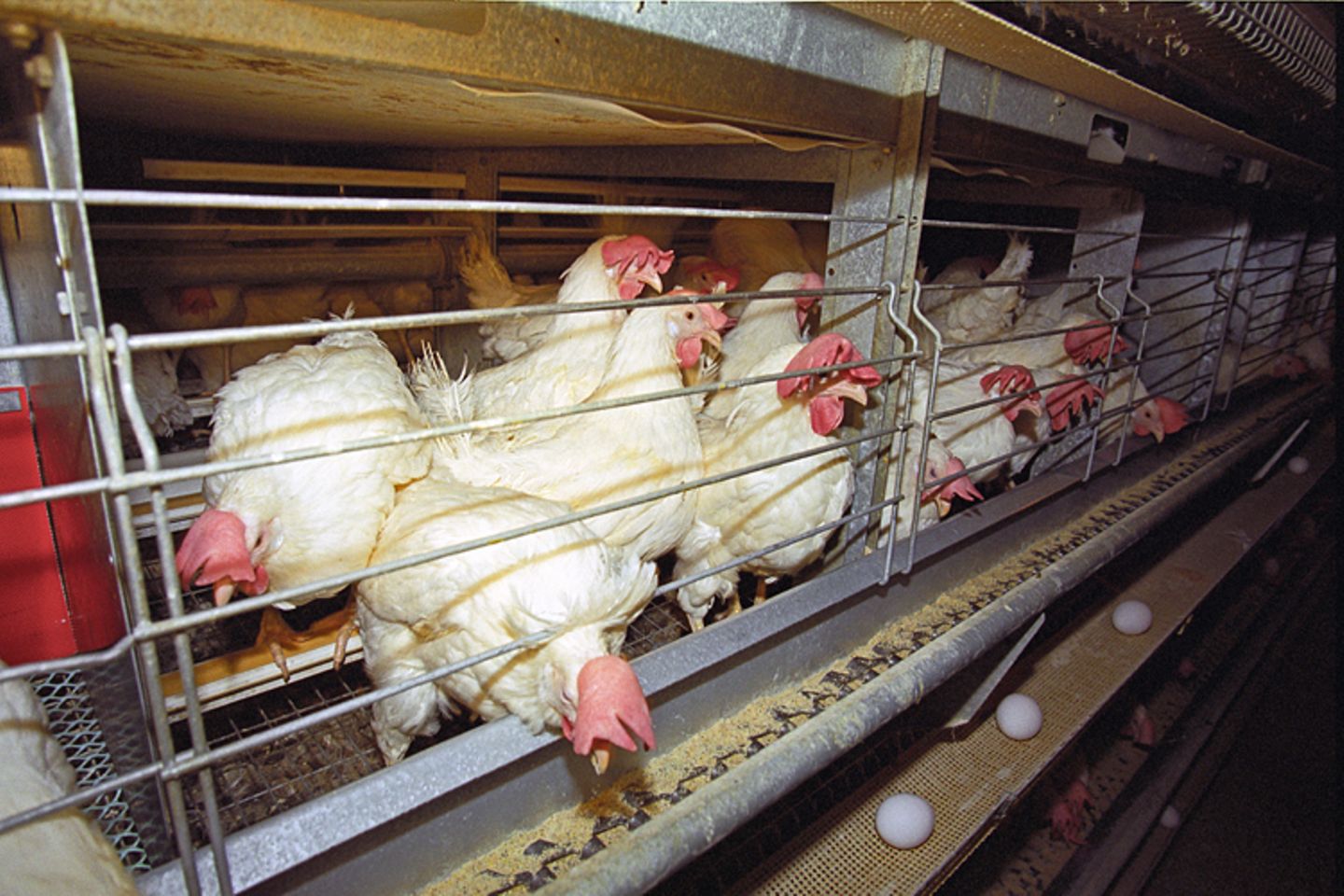 Interview: 20 Jahre für den Tierschutz - Bild 3
