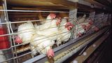 Interview: 20 Jahre für den Tierschutz - Bild 3