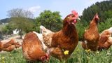 Interview: 20 Jahre für den Tierschutz - Bild 7