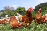 Interview: 20 Jahre für den Tierschutz - Bild 7