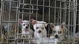 Interview: 20 Jahre für den Tierschutz - Bild 13