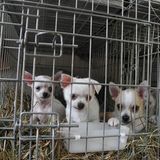 Interview: 20 Jahre für den Tierschutz - Bild 13