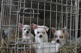Interview: 20 Jahre für den Tierschutz - Bild 13