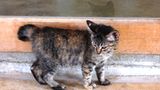 Tierschutz: Hilfe für Streunerkatzen in Thailand
