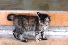 Tierschutz: Hilfe für Streunerkatzen in Thailand