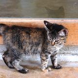 Tierschutz: Hilfe für Streunerkatzen in Thailand