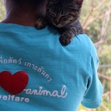 Tierschutz: Hilfe für Streunerkatzen in Thailand - Bild 2