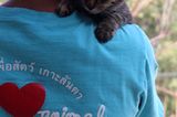 Tierschutz: Hilfe für Streunerkatzen in Thailand - Bild 2