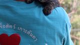 Tierschutz: Hilfe für Streunerkatzen in Thailand - Bild 2