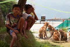 Tierschutz: Hilfe für Streunerkatzen in Thailand - Bild 3