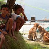 Tierschutz: Hilfe für Streunerkatzen in Thailand - Bild 3
