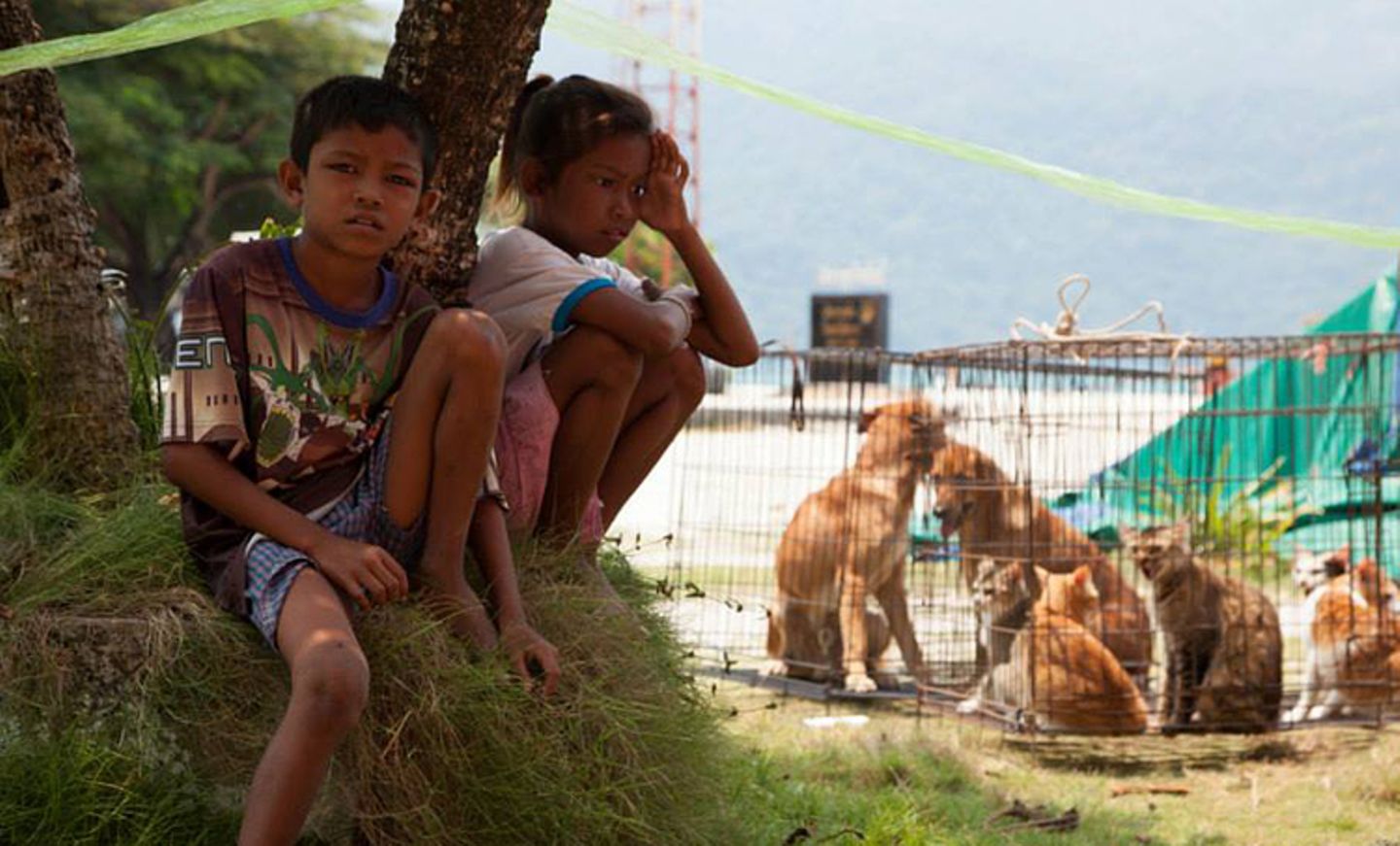 Tierschutz: Hilfe für Streunerkatzen in Thailand - Bild 3