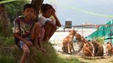 Tierschutz: Hilfe für Streunerkatzen in Thailand - Bild 3