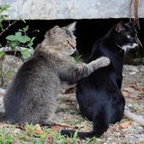 Tierschutz: Hilfe für Streunerkatzen in Thailand - Bild 4