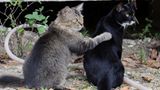 Tierschutz: Hilfe für Streunerkatzen in Thailand - Bild 4