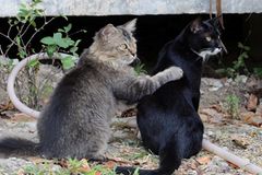 Tierschutz: Hilfe für Streunerkatzen in Thailand - Bild 4
