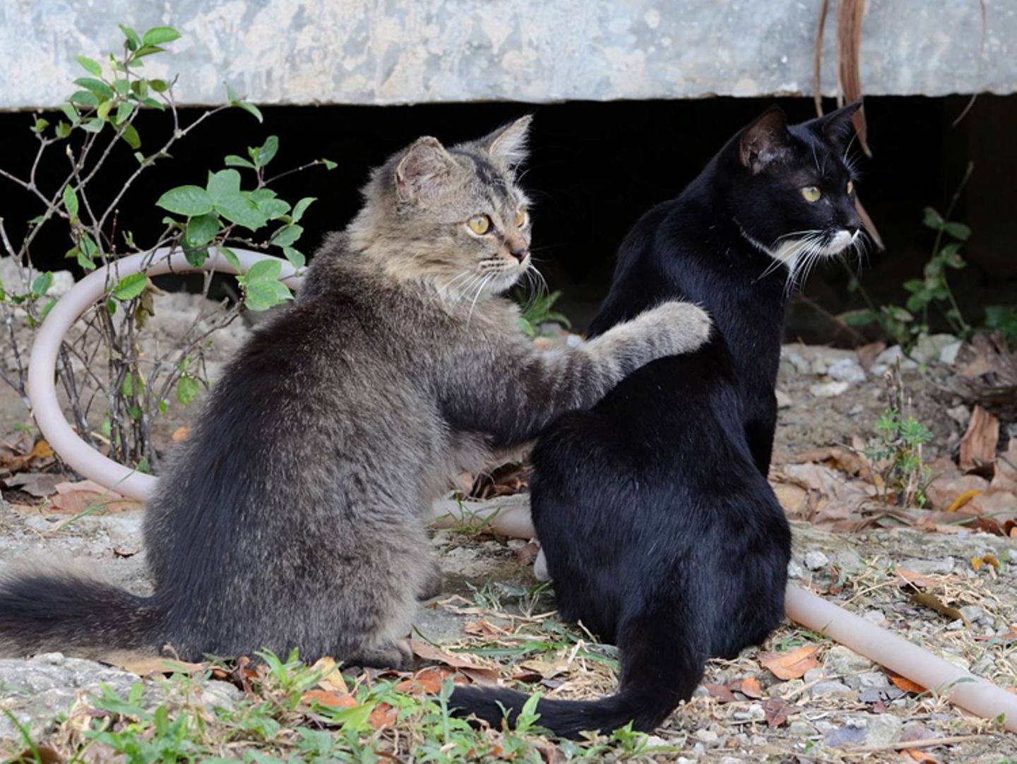 Tierschutz: Hilfe für Streunerkatzen in Thailand - Bild 4