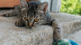 Tierschutz: Hilfe für Streunerkatzen in Thailand - Bild 5