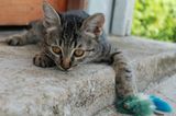Tierschutz: Hilfe für Streunerkatzen in Thailand - Bild 5