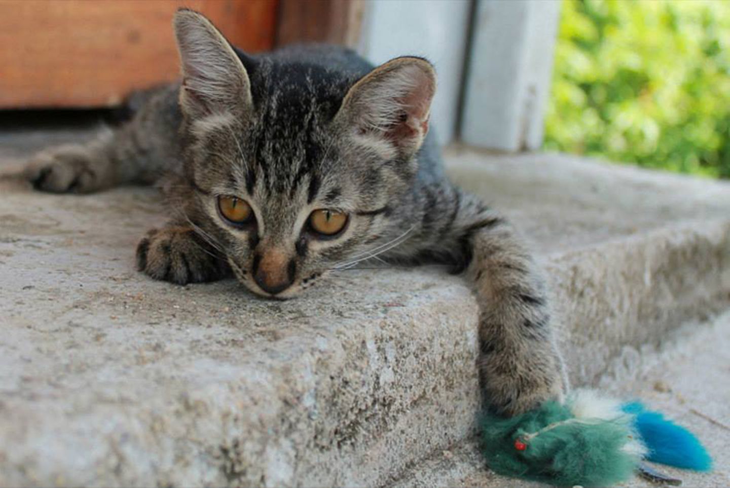 Tierschutz: Hilfe für Streunerkatzen in Thailand - Bild 5