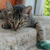 Tierschutz: Hilfe für Streunerkatzen in Thailand - Bild 5