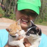 Tierschutz: Hilfe für Streunerkatzen in Thailand - Bild 6