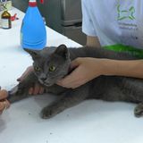 Tierschutz: Hilfe für Streunerkatzen in Thailand - Bild 8
