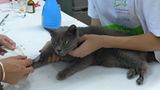 Tierschutz: Hilfe für Streunerkatzen in Thailand - Bild 8