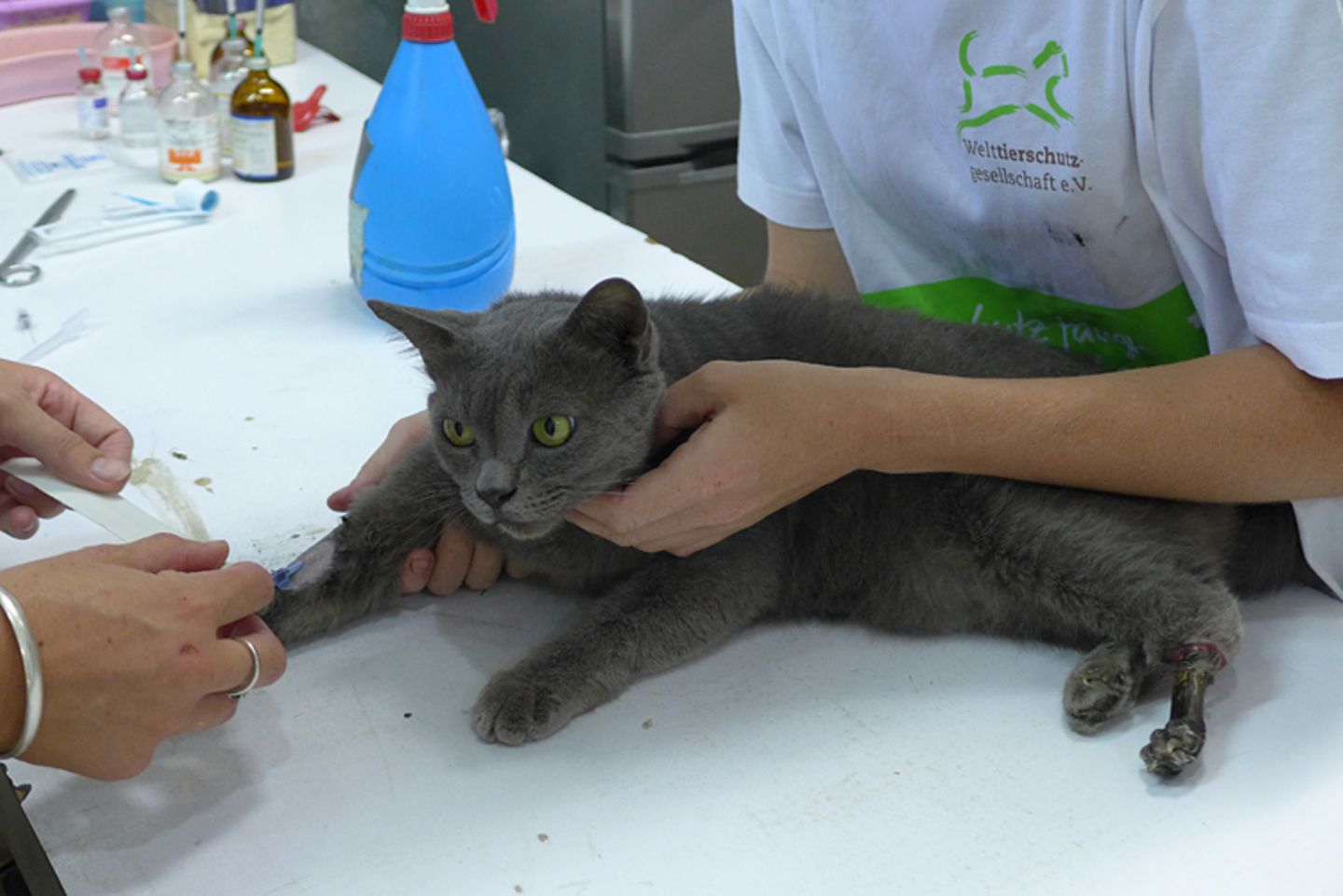 Tierschutz: Hilfe für Streunerkatzen in Thailand - Bild 8
