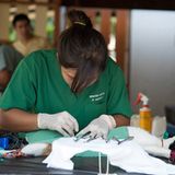 Tierschutz: Hilfe für Streunerkatzen in Thailand - Bild 9