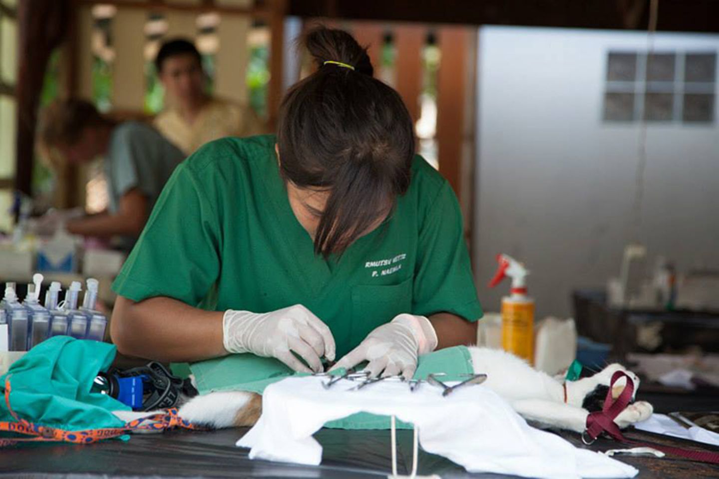 Tierschutz: Hilfe für Streunerkatzen in Thailand - Bild 9