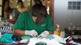 Tierschutz: Hilfe für Streunerkatzen in Thailand - Bild 9