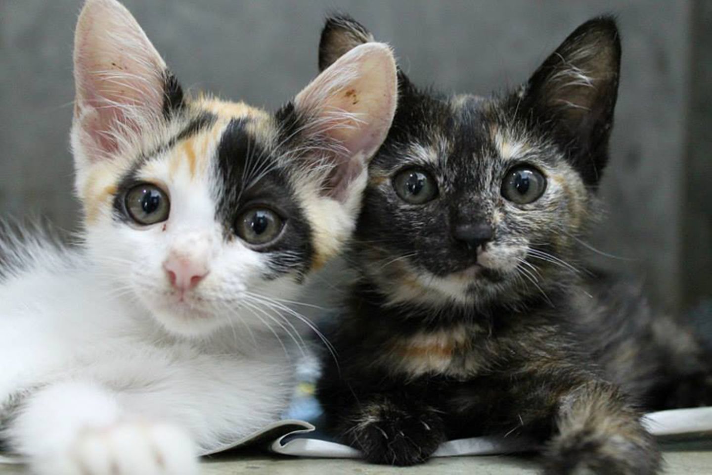 Tierschutz: Hilfe für Streunerkatzen in Thailand - Bild 11 Tierschutz: Hilfe für Streunerkatzen in Thailand - Bild 11