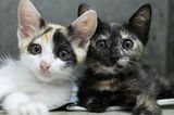 Tierschutz: Hilfe für Streunerkatzen in Thailand - Bild 11