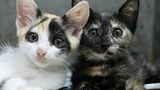 Tierschutz: Hilfe für Streunerkatzen in Thailand - Bild 11