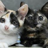Tierschutz: Hilfe für Streunerkatzen in Thailand - Bild 11