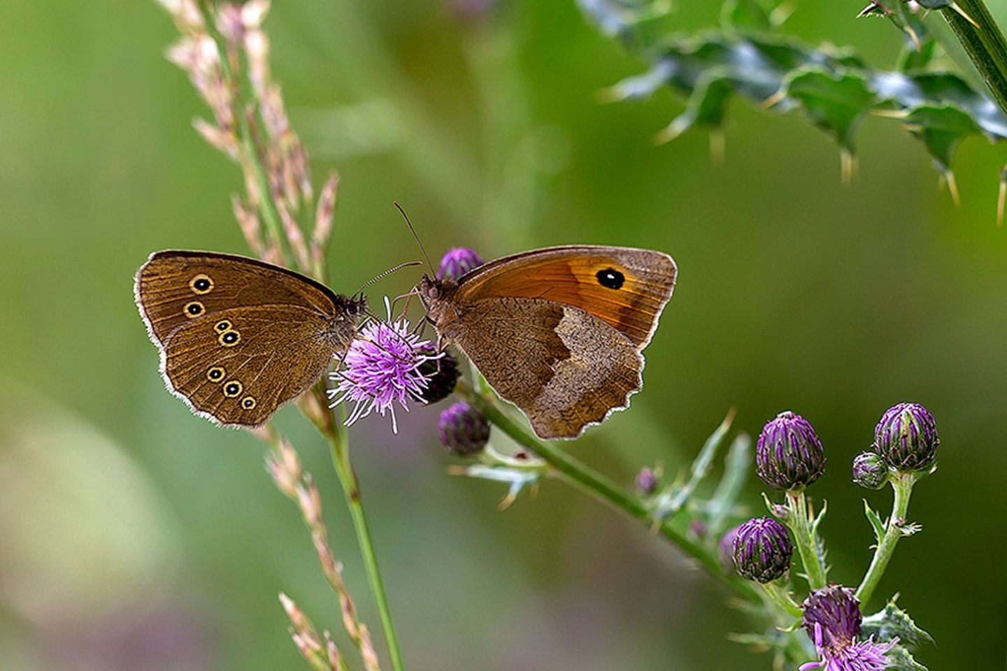 GEO Leserfoto: Die besten Leserfotos: August 2014 - Bild 11