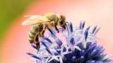 GEO Leserfoto: Die besten Leserfotos: August 2014 - Bild 20