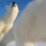 Wild Stories – single image Special Mention: Timo Palo, Estonia