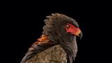 Gaukler