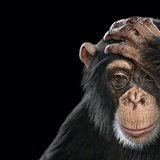 Schimpanse