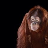 Orang-Utan