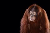 Orang-Utan